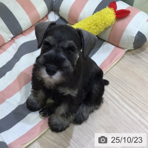 ミニチュア・シュナウザーの写真