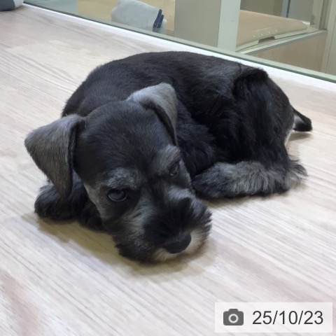 ミニチュア・シュナウザーの写真