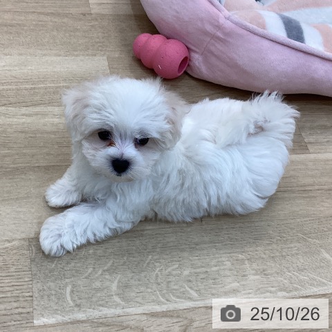 マルチーズの写真