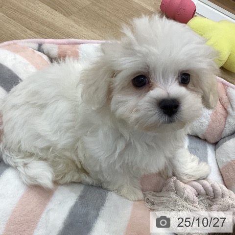 マルチーズの写真