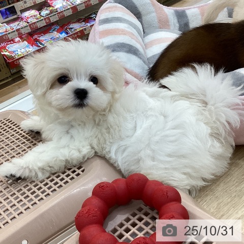 マルチーズの写真