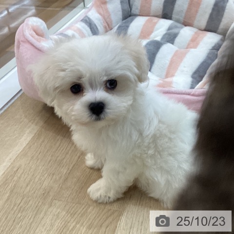 マルチーズの写真