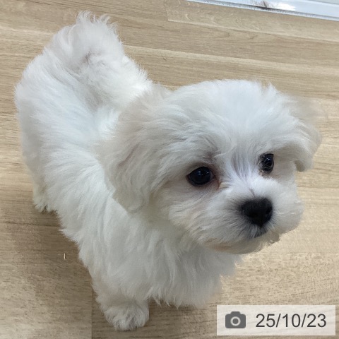 マルチーズの写真