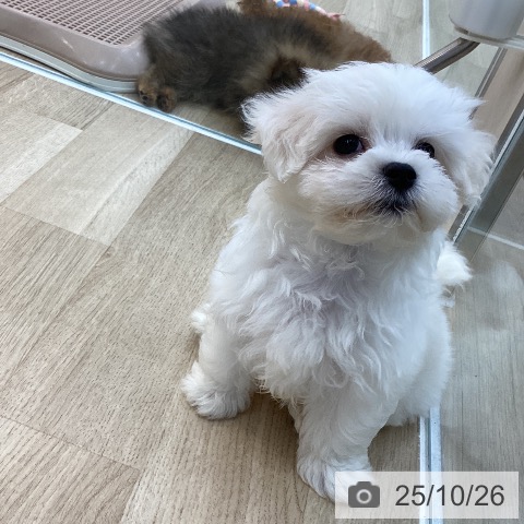 マルチーズの写真