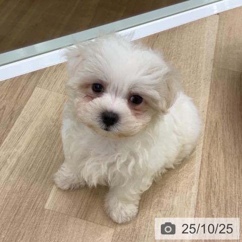 マルチーズの写真