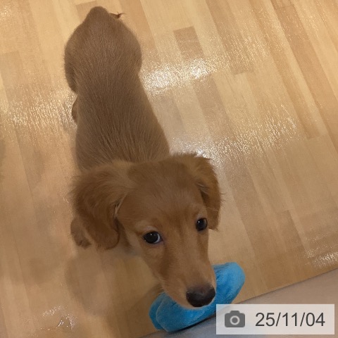 ミニチュア・ダックスフンドの写真