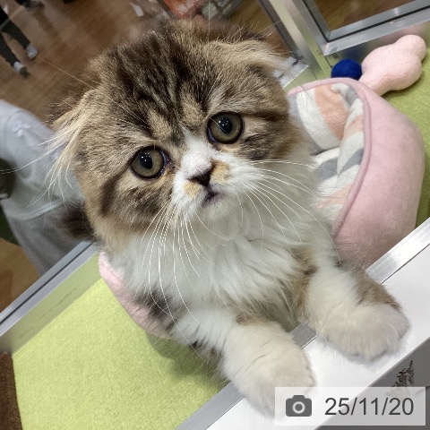 千葉県のスコティッシュフォールド (ペットプラス 柏店/2025年8月17日生まれ/男の子/ブラウンタビーホワイト)の子猫の4枚目の画像