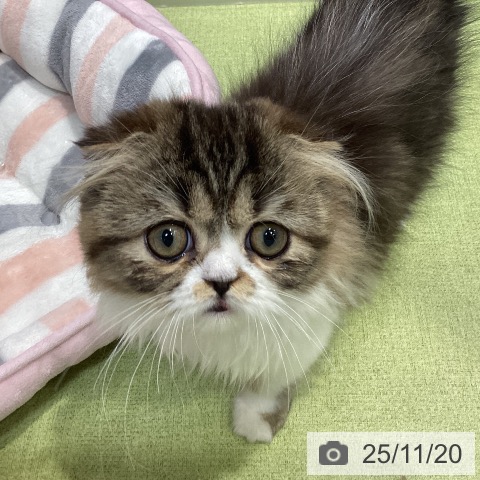 千葉県のスコティッシュフォールド (ペットプラス 柏店/2025年8月17日生まれ/男の子/ブラウンタビーホワイト)の子猫の3枚目の画像