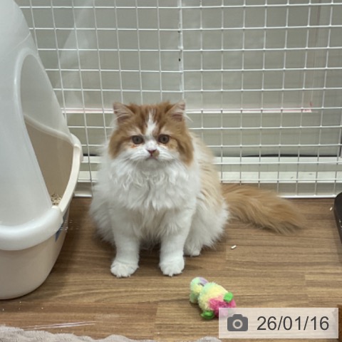 埼玉県のスコティッシュフォールド (ペッツワン 新座店/2025年8月17日生まれ/女の子/レッドタビーホワイト)の子猫の4枚目の画像