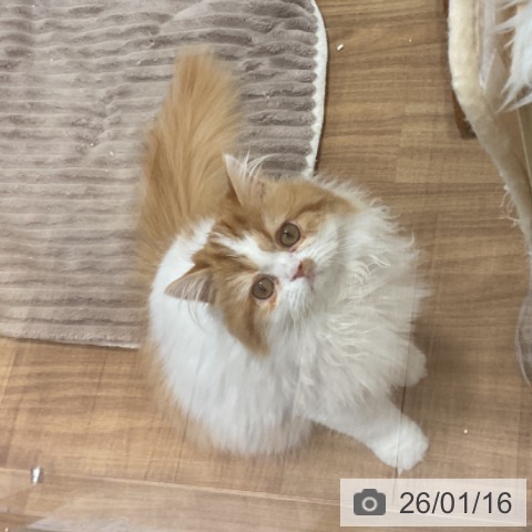 埼玉県のスコティッシュフォールド (ペッツワン 新座店/2025年8月17日生まれ/女の子/レッドタビーホワイト)の子猫の3枚目の画像