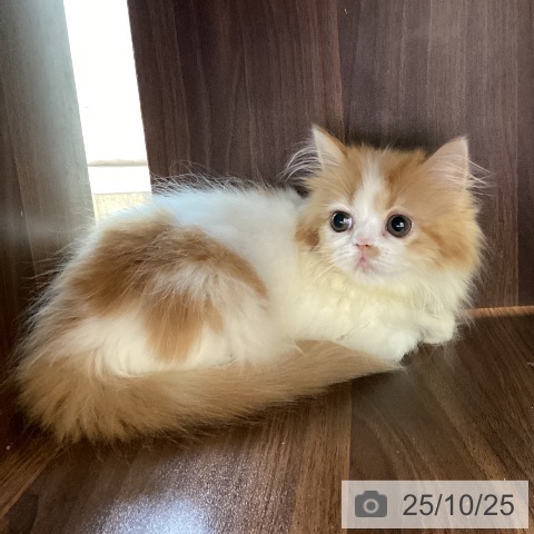 埼玉県のスコティッシュフォールド (ペッツワン 新座店/2025年8月17日生まれ/女の子/レッドタビーホワイト)の子猫の4枚目の画像