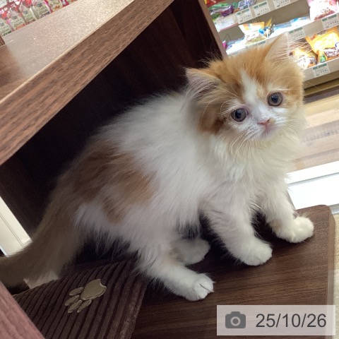 埼玉県のスコティッシュフォールド (ペッツワン 新座店/2025年8月17日生まれ/女の子/レッドタビーホワイト)の子猫の3枚目の画像