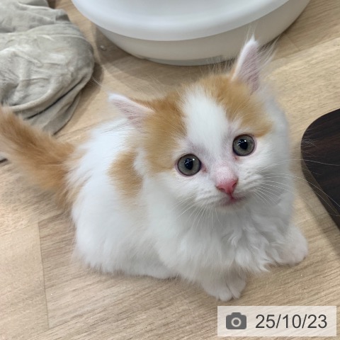 マンチカンの写真