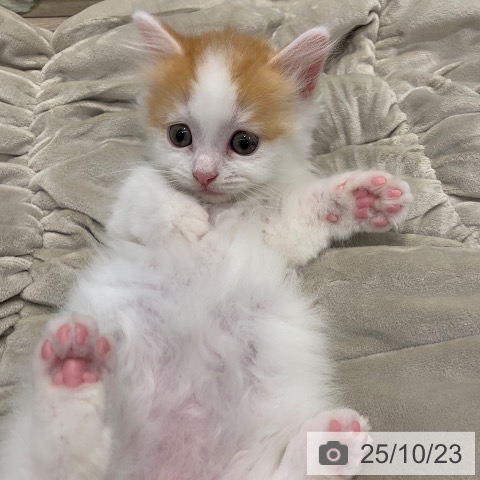 マンチカンの写真