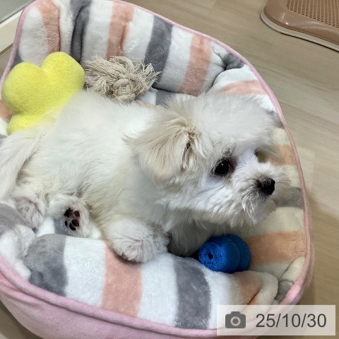 マルチーズの写真