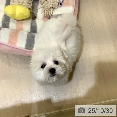 マルチーズの写真