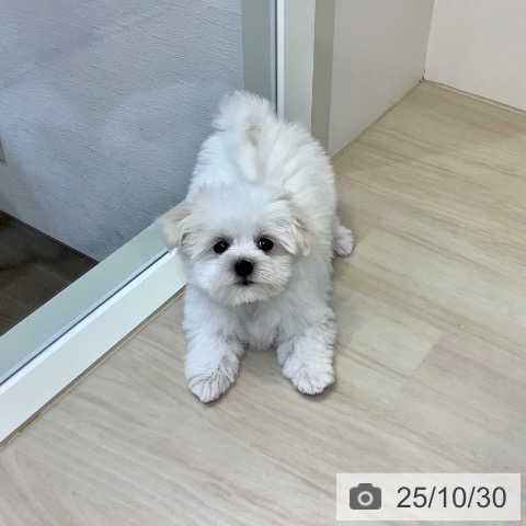 マルチーズの写真