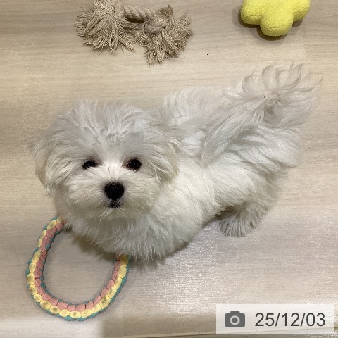 埼玉県のマルチーズ (ペットプラス クレアモール川越店/2025年8月22日生まれ/男の子/ホワイト)の子犬の4枚目の画像