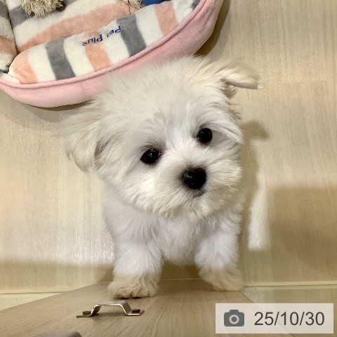 マルチーズの写真