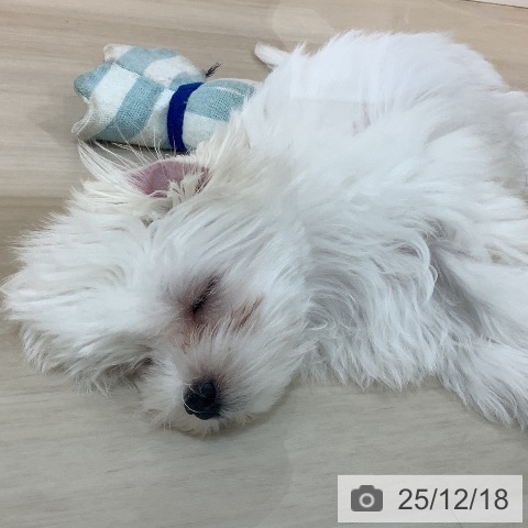 埼玉県のマルチーズ (ペットプラス クレアモール川越店/2025年8月22日生まれ/男の子/ホワイト)の子犬の4枚目の画像