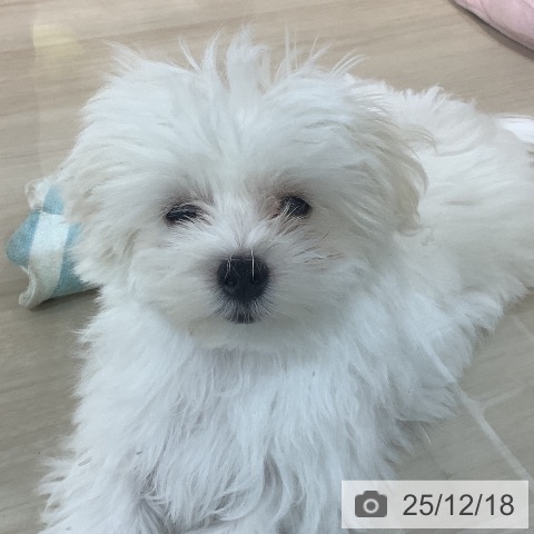 埼玉県のマルチーズ (ペットプラス クレアモール川越店/2025年8月22日生まれ/男の子/ホワイト)の子犬の3枚目の画像