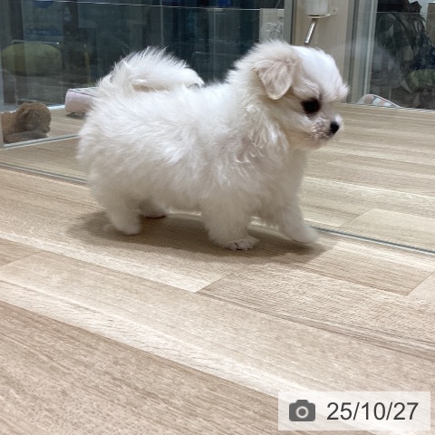 マルチーズの写真