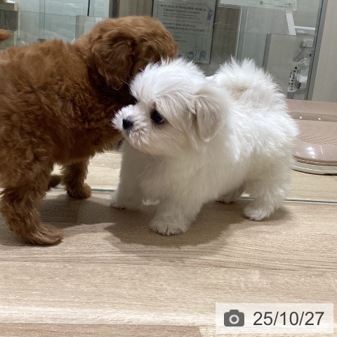 マルチーズの写真