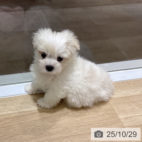 マルチーズの写真