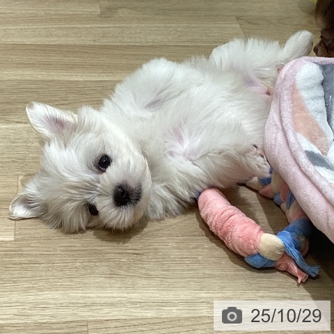 マルチーズの写真