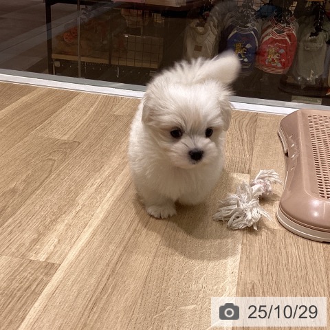 マルチーズの写真