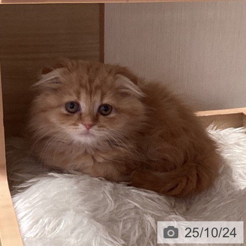 スコティッシュフォールドの写真