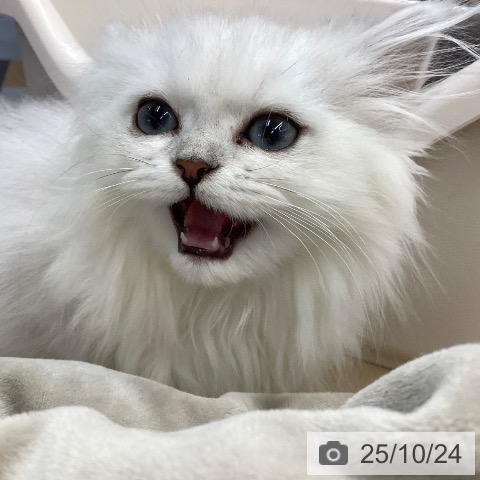 ペルシャの写真