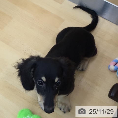 青森県のミニチュアダックスフンド(ロング) (ペットプラス 青森浜田店/2025年8月24日生まれ/男の子/ブラックイエロー)の子犬の4枚目の画像