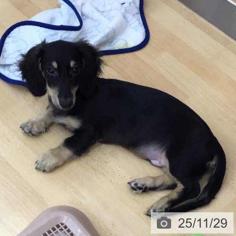 青森県のミニチュアダックスフンド(ロング) (ペットプラス 青森浜田店/2025年8月24日生まれ/男の子/ブラックイエロー)の子犬の3枚目の画像