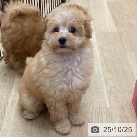 トイ・プードルの写真