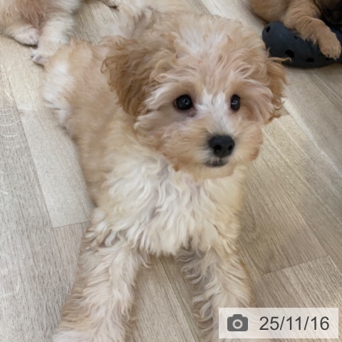 長野県のトイプードル(トイ) (ペットプラス 上田店/2025年8月23日生まれ/女の子/アプリコット)の子犬の4枚目の画像