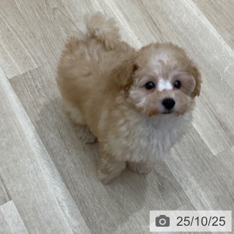 トイ・プードルの写真