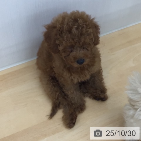 トイ・プードルの写真