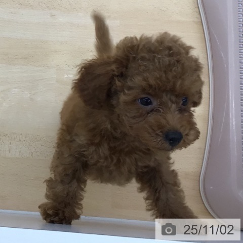 トイ・プードルの写真