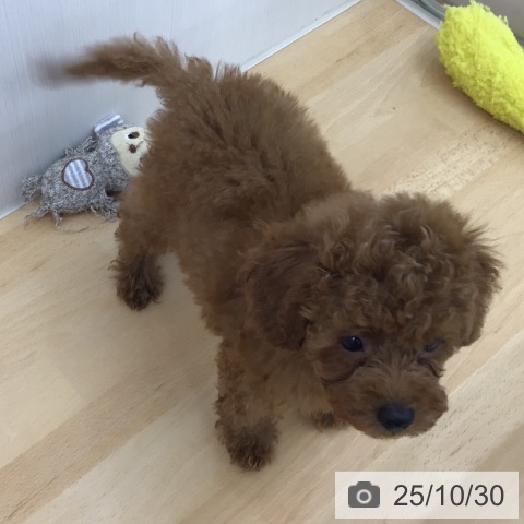 トイ・プードルの写真