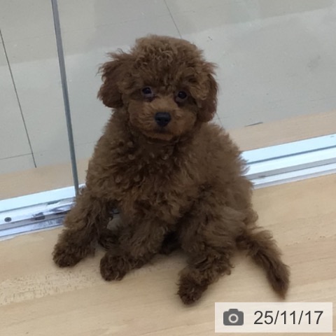 青森県のトイプードル(トイ) (ペットプラス 青森浜田店/2025年8月24日生まれ/男の子/レッド)の子犬の4枚目の画像