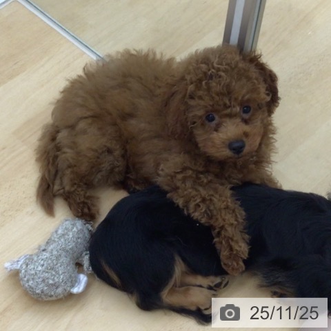 青森県のトイプードル(トイ) (ペットプラス 青森浜田店/2025年8月24日生まれ/男の子/レッド)の子犬の3枚目の画像