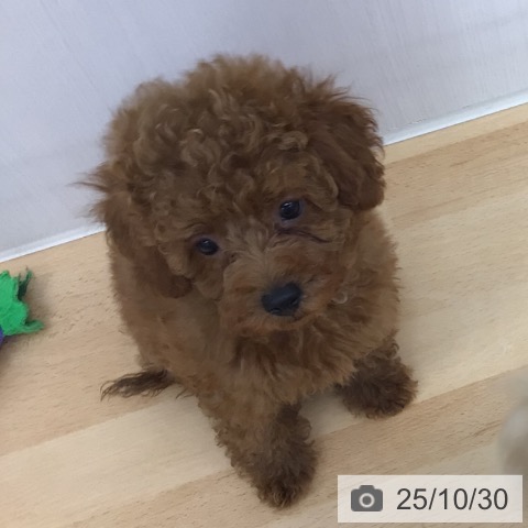 トイ・プードルの写真