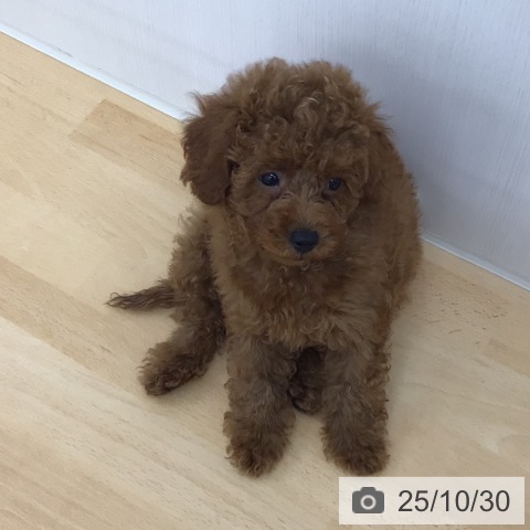 トイ・プードルの写真