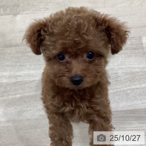 トイ・プードルの写真