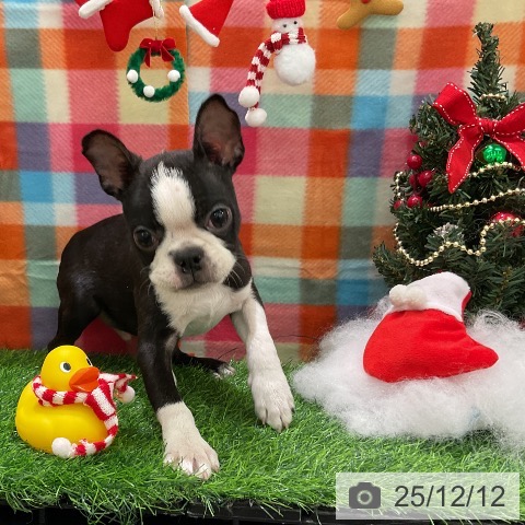 ボストン・テリアの写真