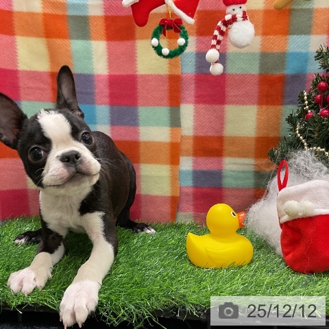 ボストン・テリアの写真