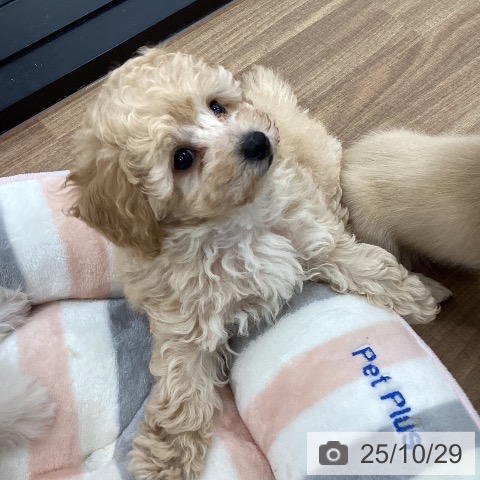 トイ・プードルの写真