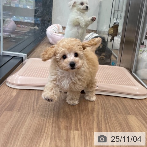 トイ・プードルの写真