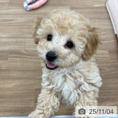 トイ・プードルの写真